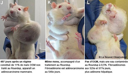 遺伝子組み換えマウス実験１＿ratssss_20130530160237.jpg